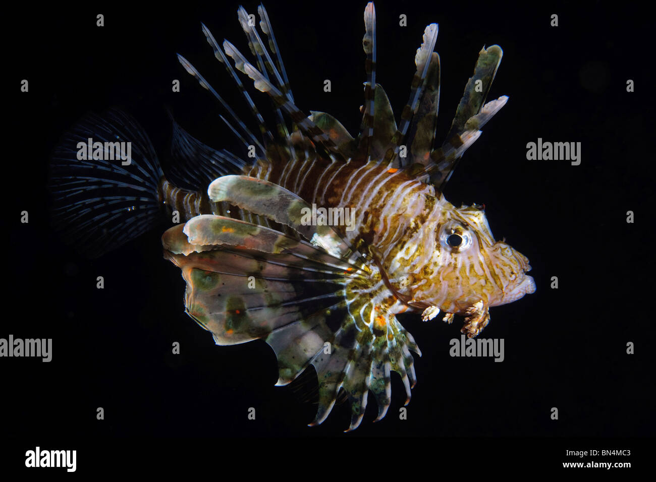 Israel, Eilat, Red Sea, – Underwater night photograph of a radial Lionfish Pterois radiata  Stock Photo