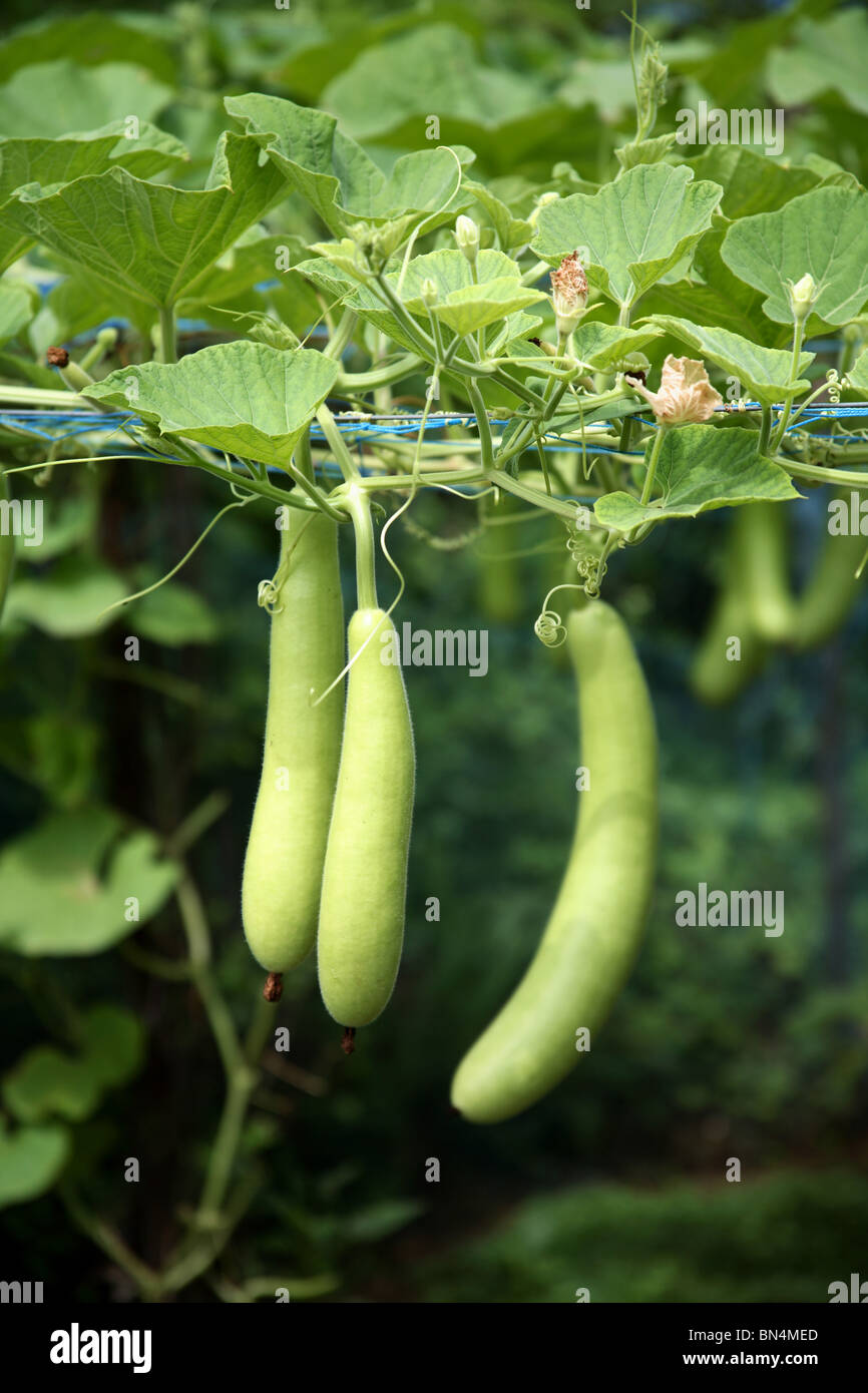 Vegetable ; Bottle gourd (Lagenaria siceraria )dudhi ; lauki ; Alibaug ; Maharashtra ; India Stock Photo