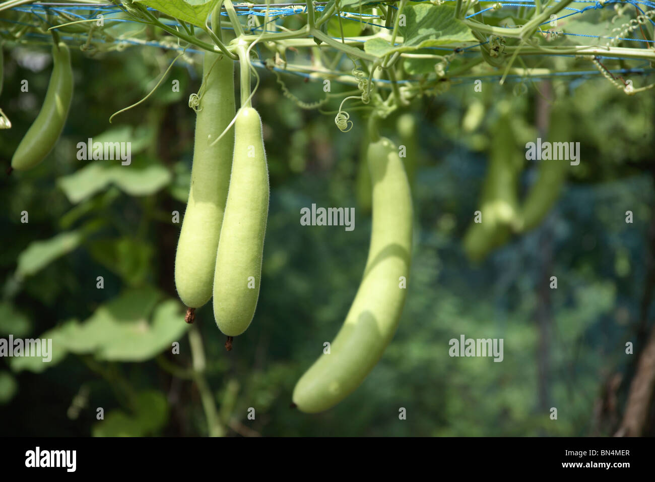 Vegetable ; Bottle gourd (Lagenaria siceraria )dudhi ; lauki ; Alibaug ; Maharashtra ; India Stock Photo