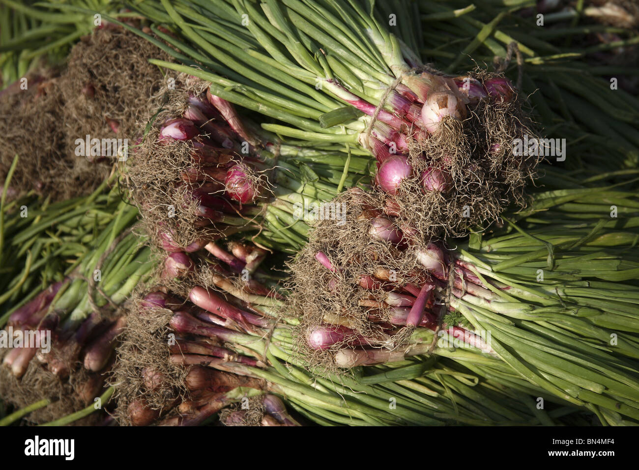 Vegetable ; Spring Onion; Botanical Name  Allium cepa L ; Family  Liliaceae ; India Stock Photo