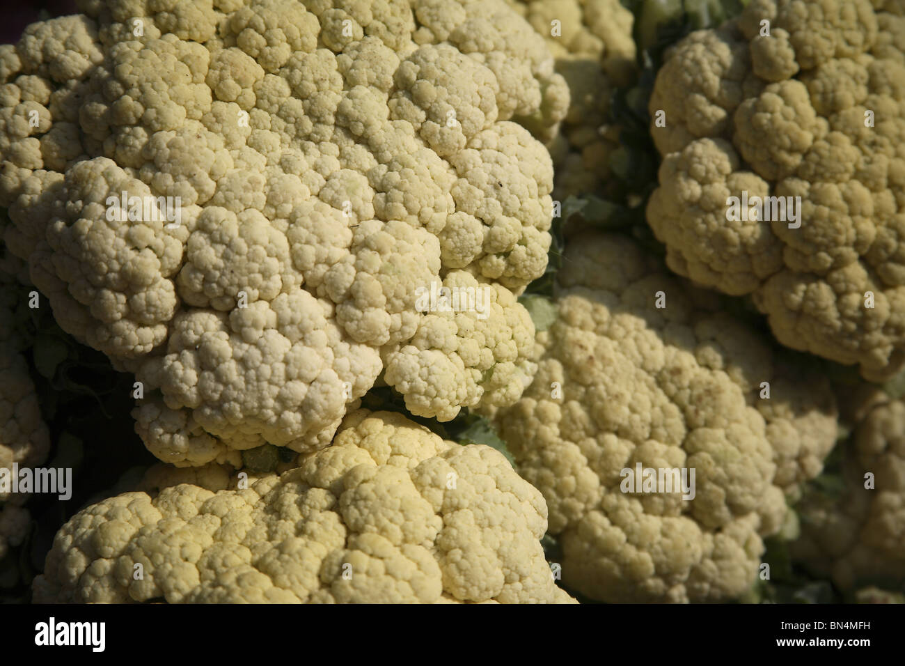 Vegetable ; Cauliflower ; Brassica oleracea var botrytis ; India Stock Photo