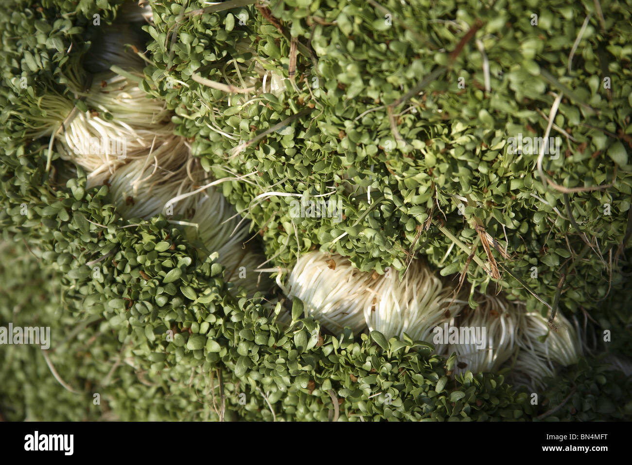 Vegetable ; Methi ; English Name Fenugreek ; Botanical name  Trigonella faoenum-graecun L ; Family  Fabaceae ; India Stock Photo