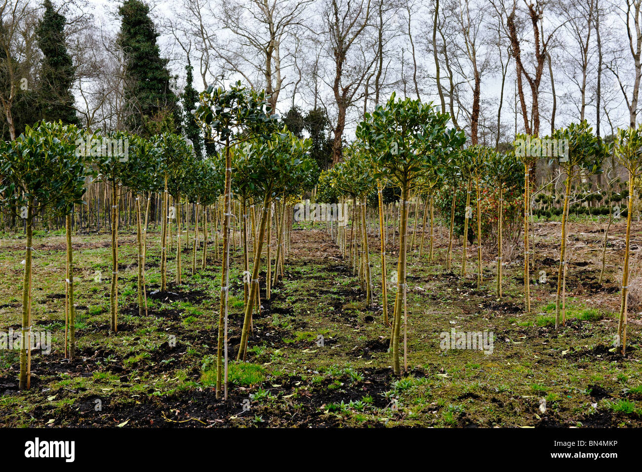 young ornamental trees growing Stock Photo