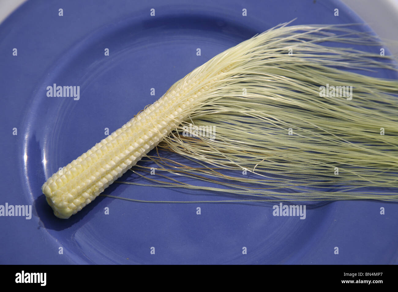 Crop ; Baby Corn kept in blue plate ; Maize ; Zea mays ; Used in Salads or vegetables ; India Stock Photo