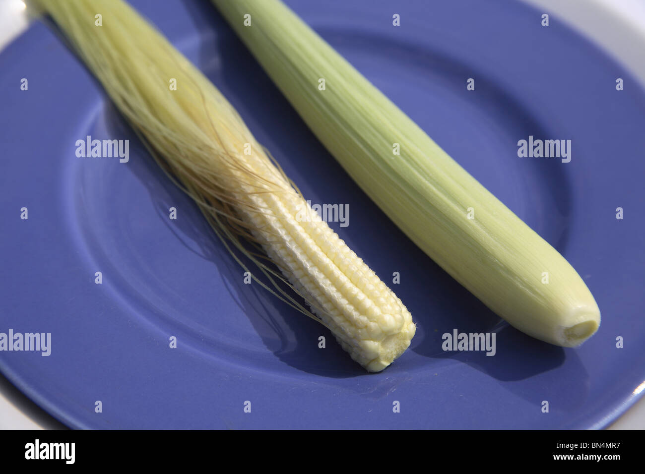 Crop ; Baby Corn kept in blue plate ; Maize ; Zea mays ; Used in Salads or vegetables ; India Stock Photo
