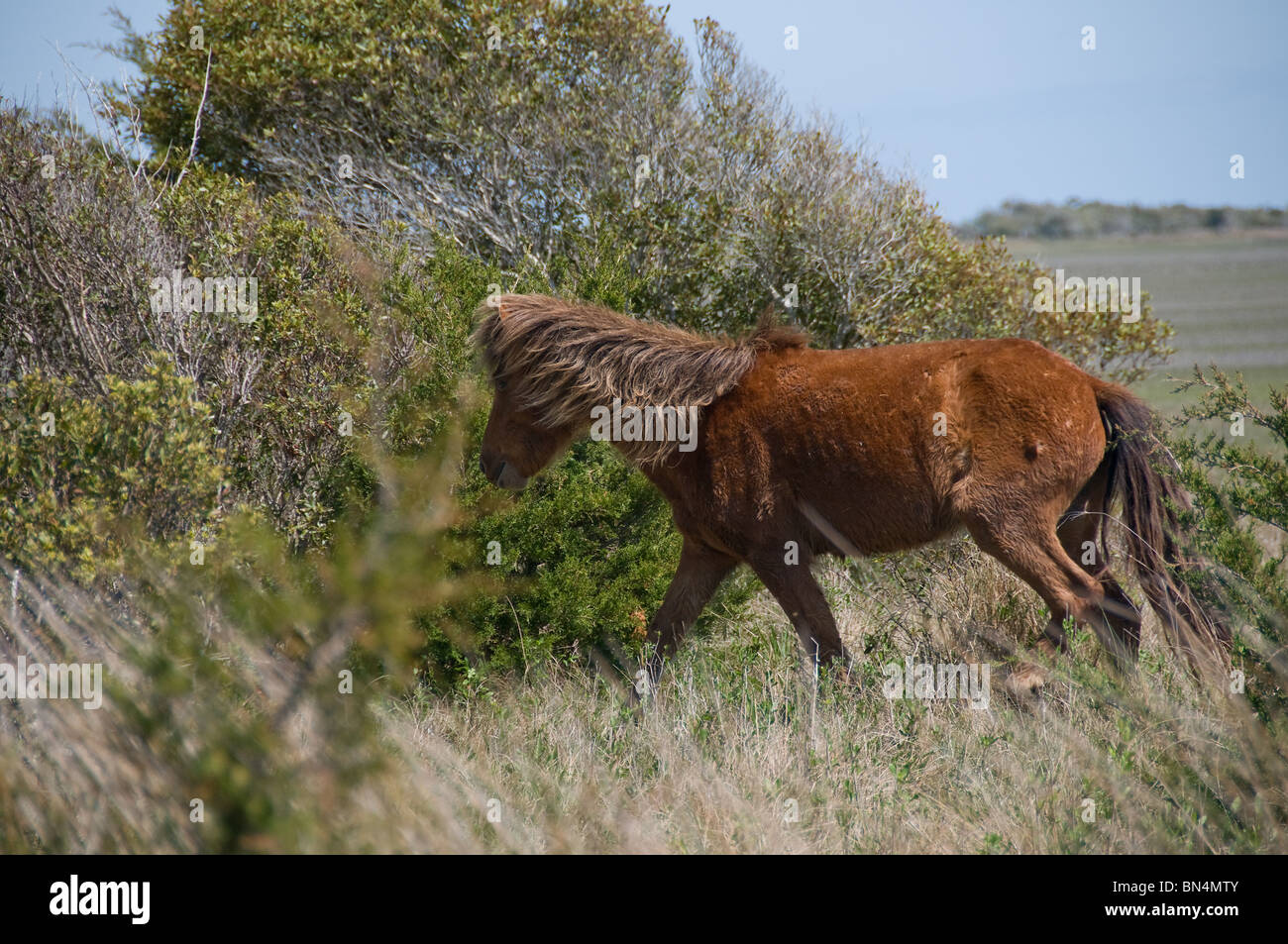 Wild horses on North Carolina barrier island Stock Photo Alamy