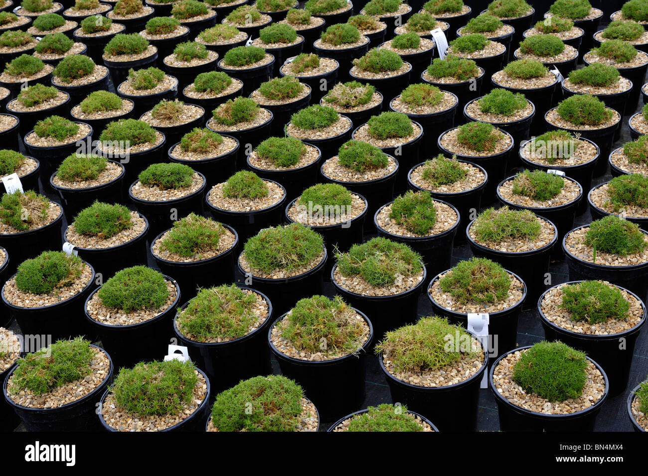 moss and ferns growing in pots Stock Photo