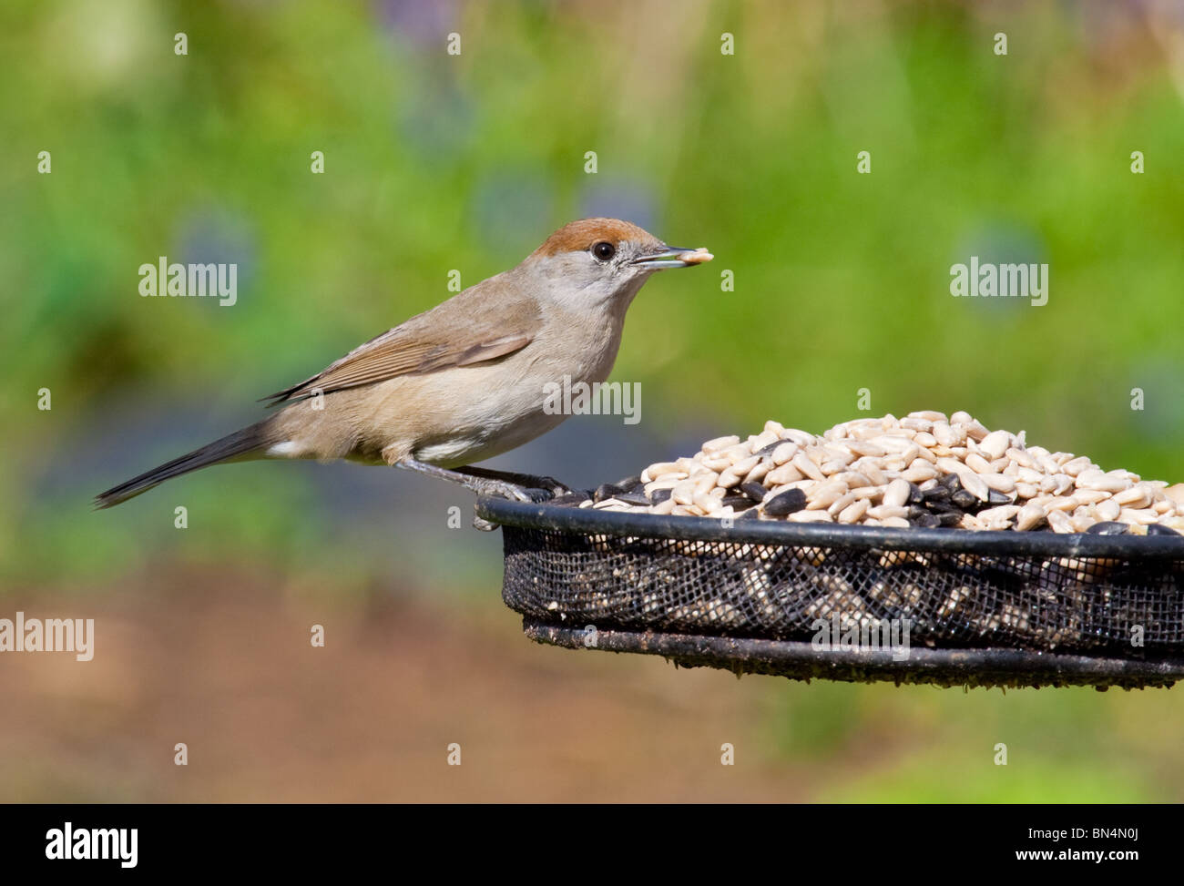 female blackcap