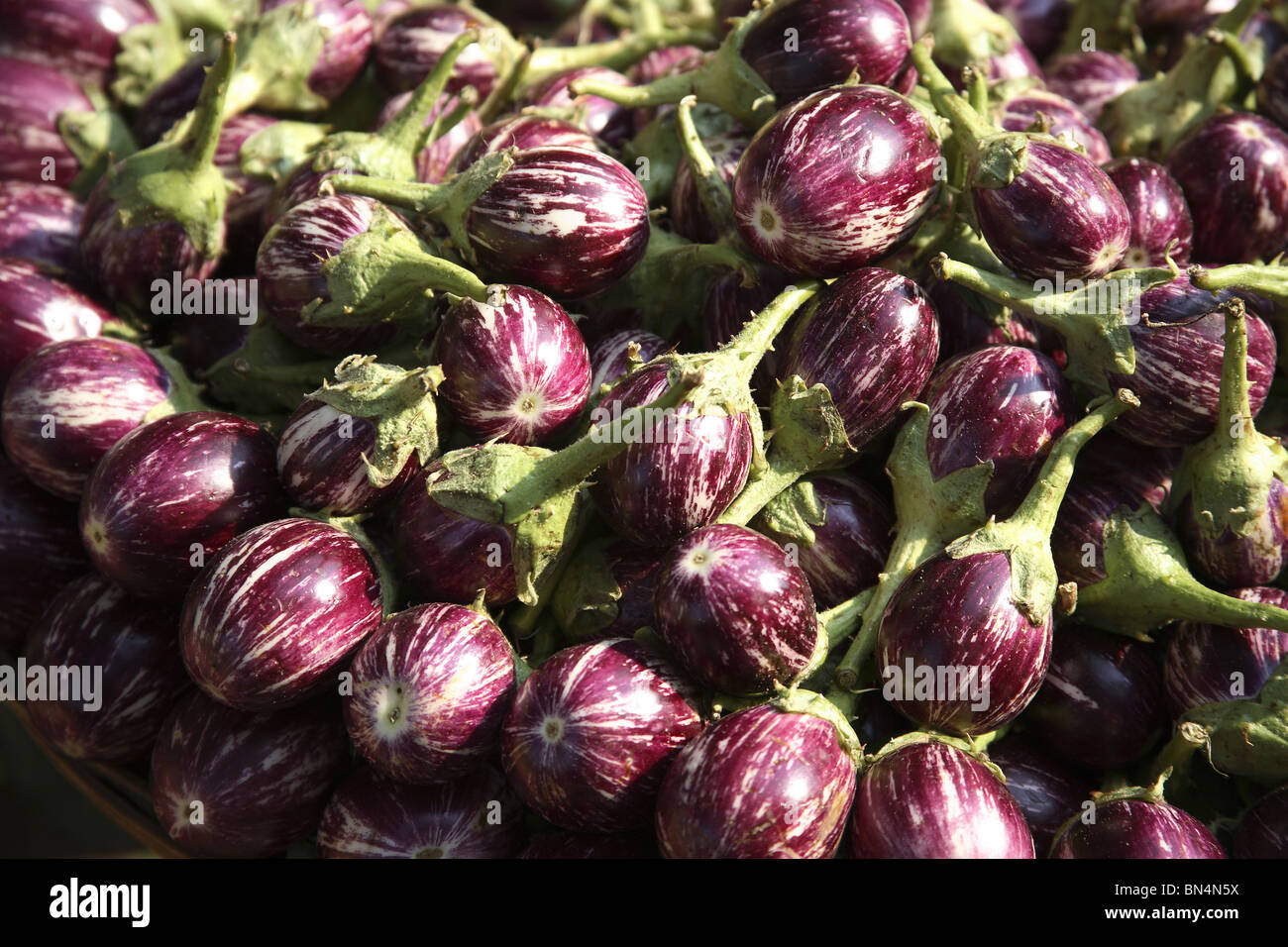 Vegetable ; Brinjal ; Botanical name Solanum melongena L ; family  Solanaceae ; India Stock Photo
