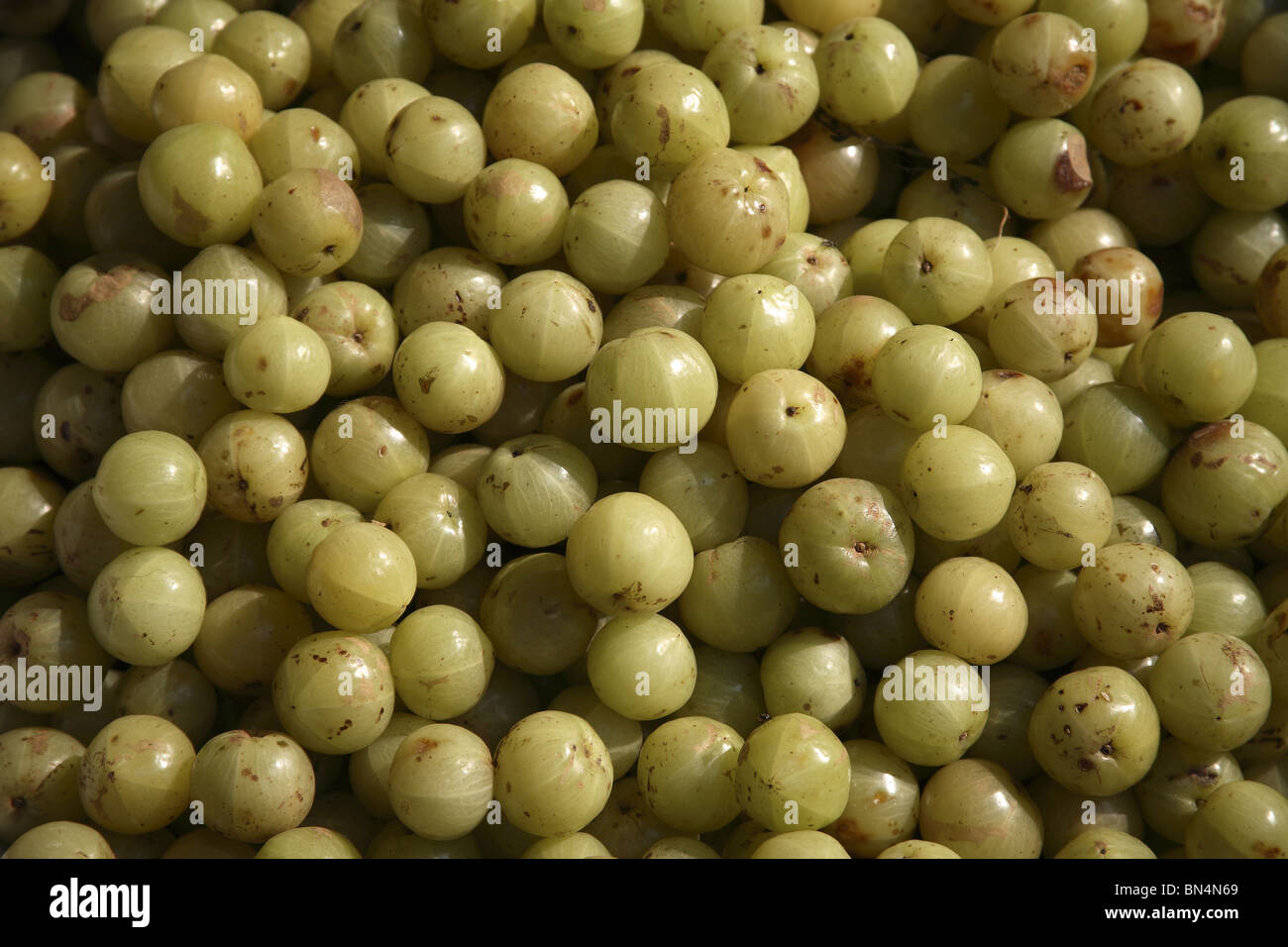 Amla ; Indian Gooseberry; Latin name Emblica officinalis Loca; Herbal Medicinal Fruit ; India rry, Amla, Amlaki  Latin name Stock Photo