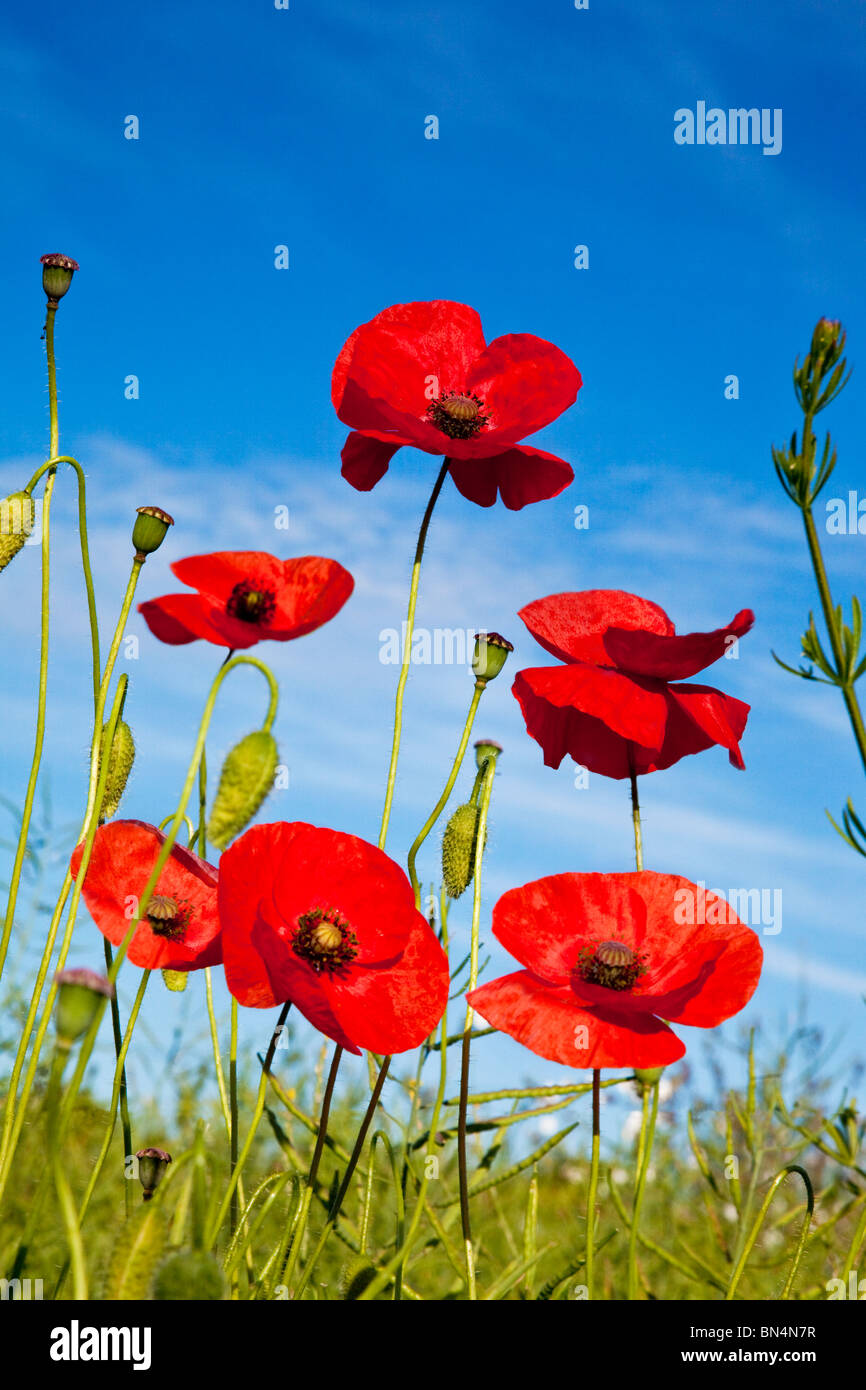 Common red poppies, Papaver rhoeas, against a clear blue sky Stock Photo