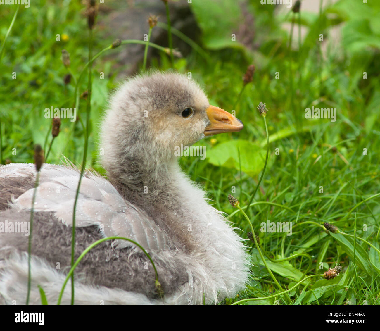 Gosling - bar-headed goose Stock Photo