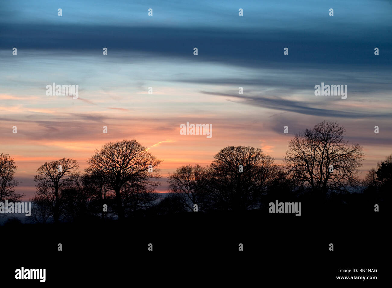 silhouette trees at sunset Stock Photo - Alamy