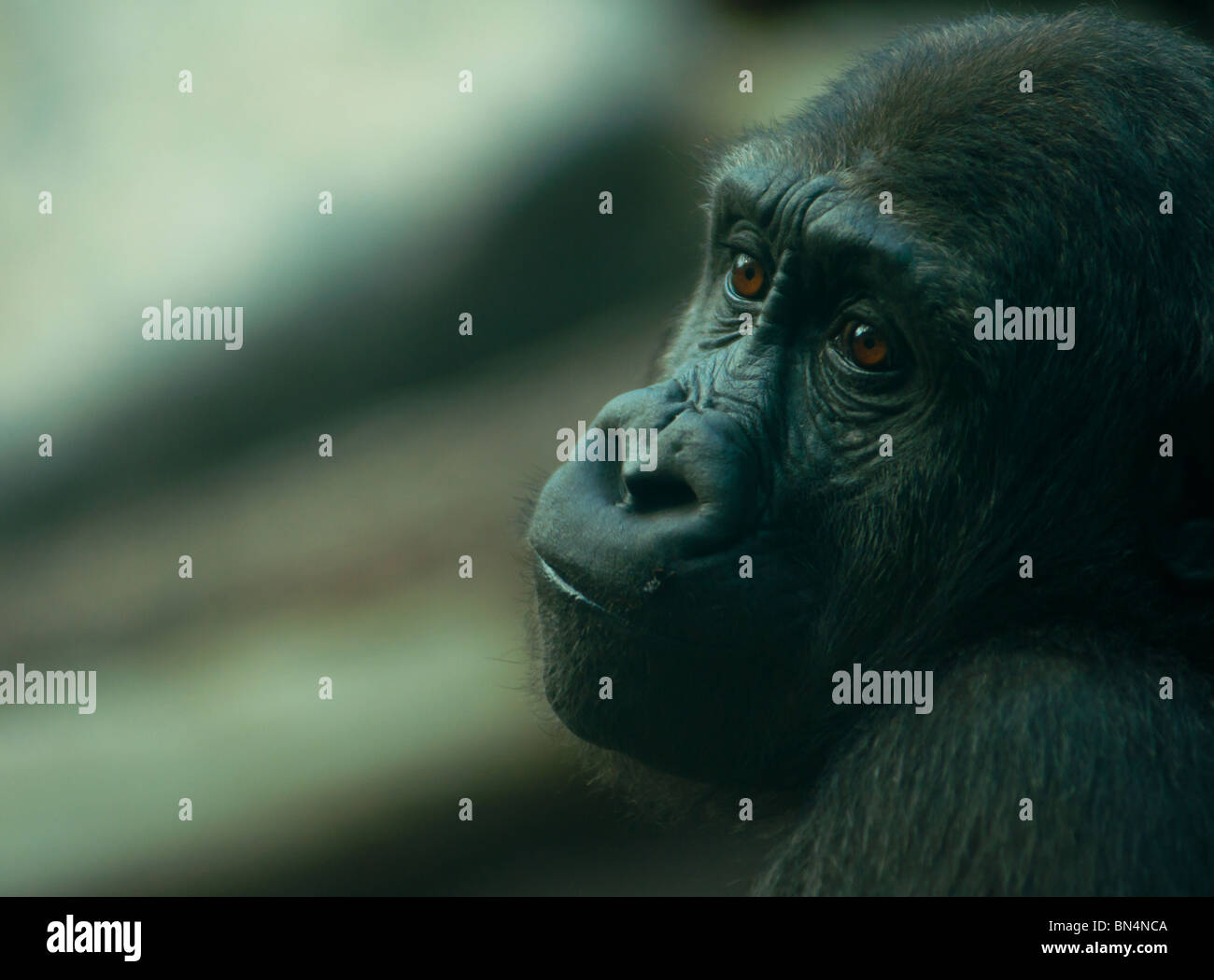 Melancholy Silverback Gorilla Stock Photo