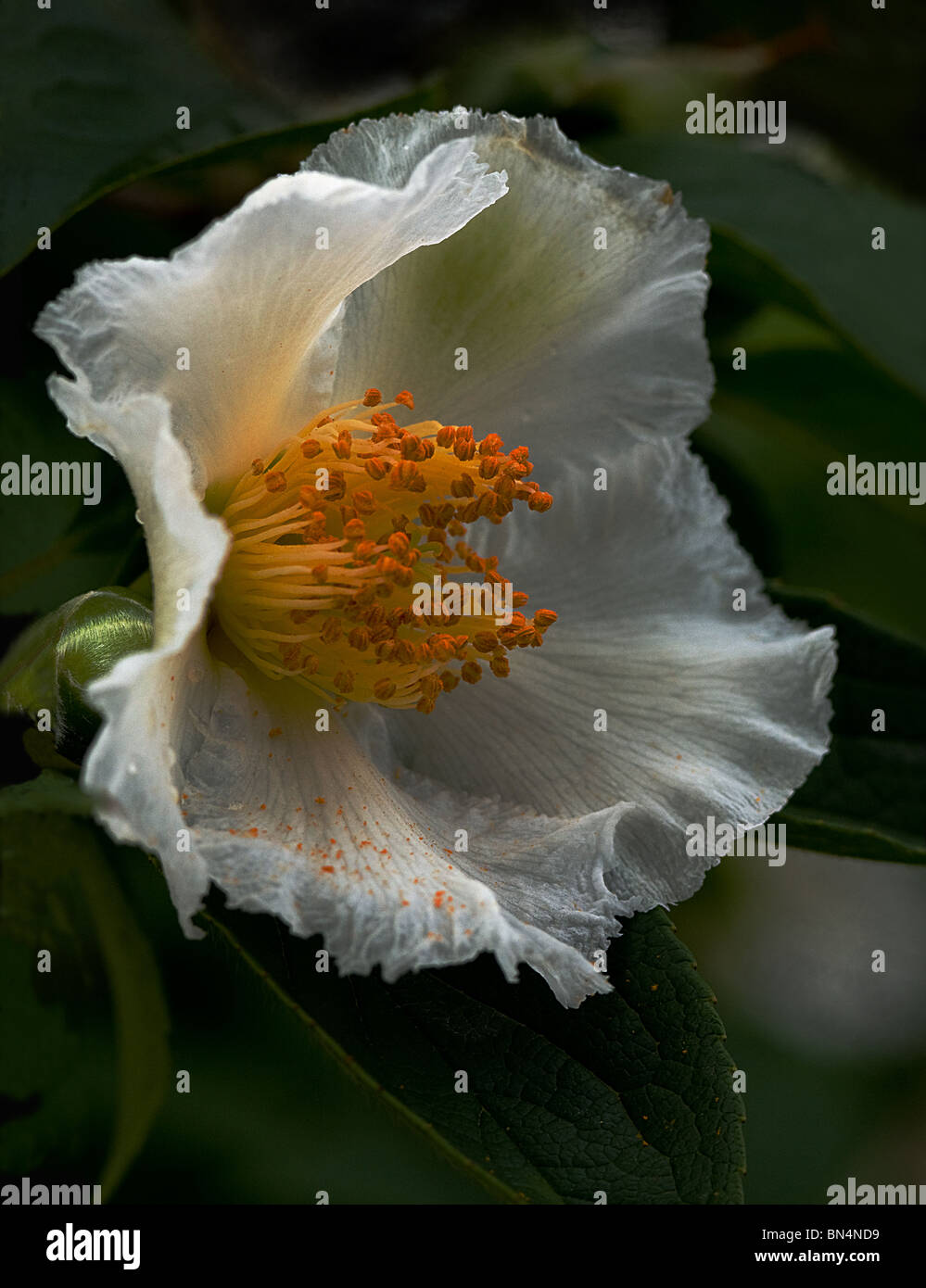 Japanese Stewartia tree in bloom Stock Photo Alamy
