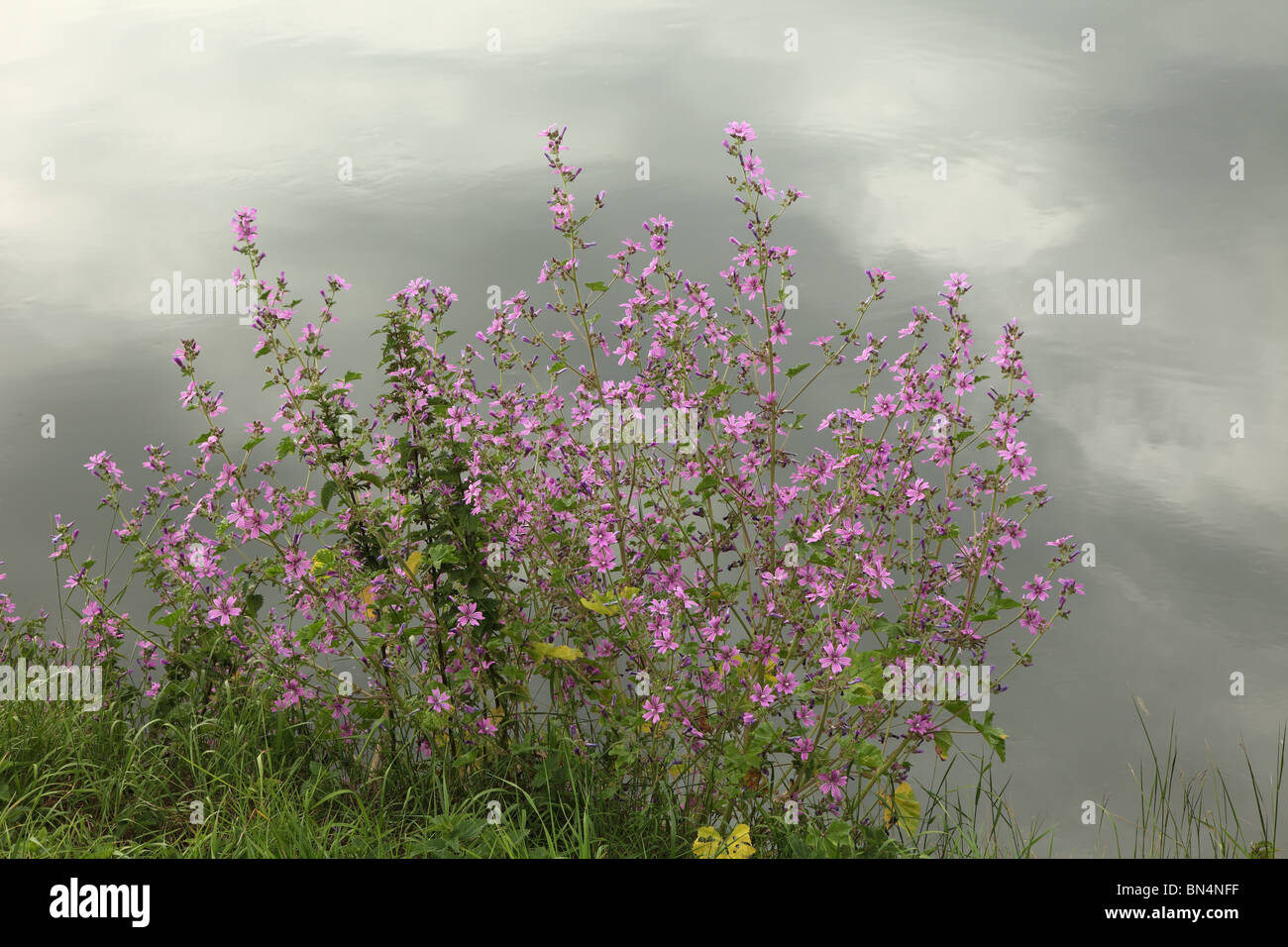 Common Mallow by river Cam Cambridgeshire England Stock Photo
