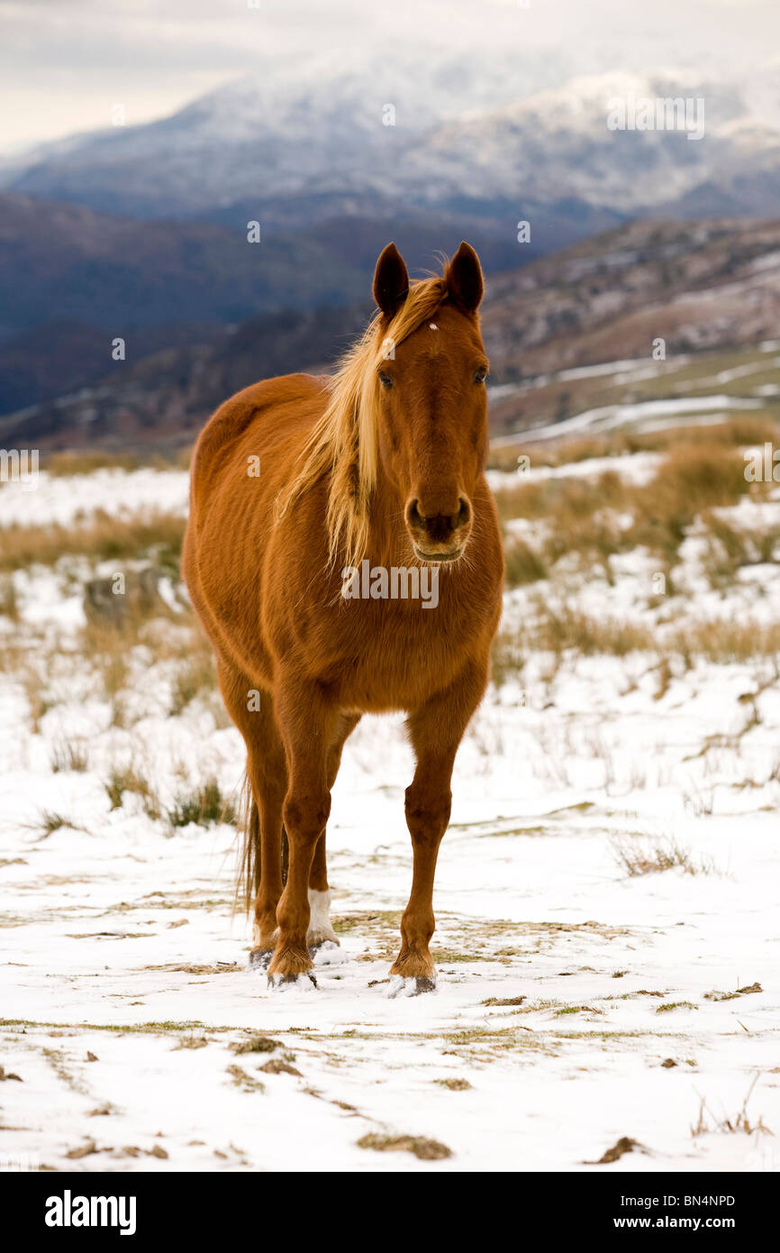 Brown With Snow Hi res Stock Photography And Images Alamy