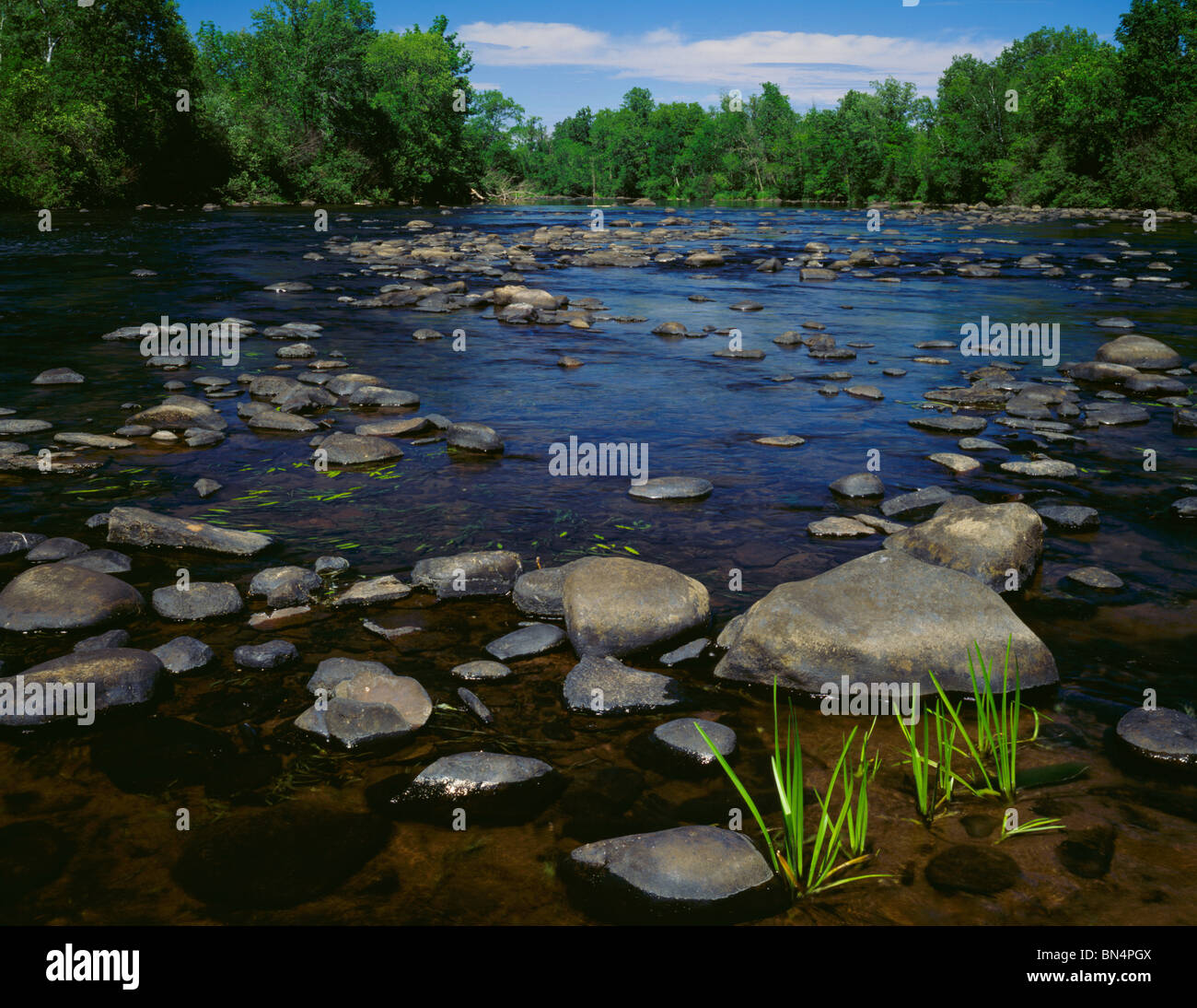St Croix National Scenic River, WI Young cattails and rocks in the ...