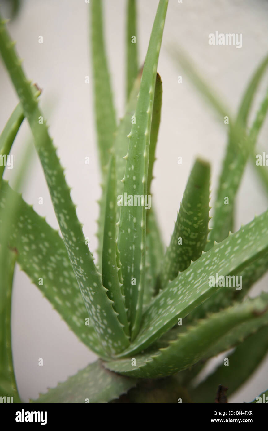 Kumari ; Korphad ; Botanical name Aloe vera ;Medicinal Plant use to