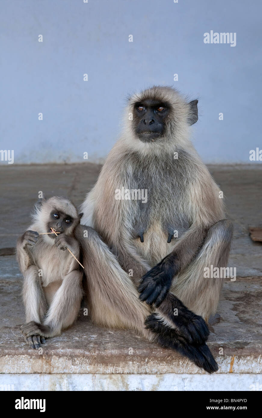 Gray langur monkeys. Pushkar. Rajasthan. India Stock Photo - Alamy