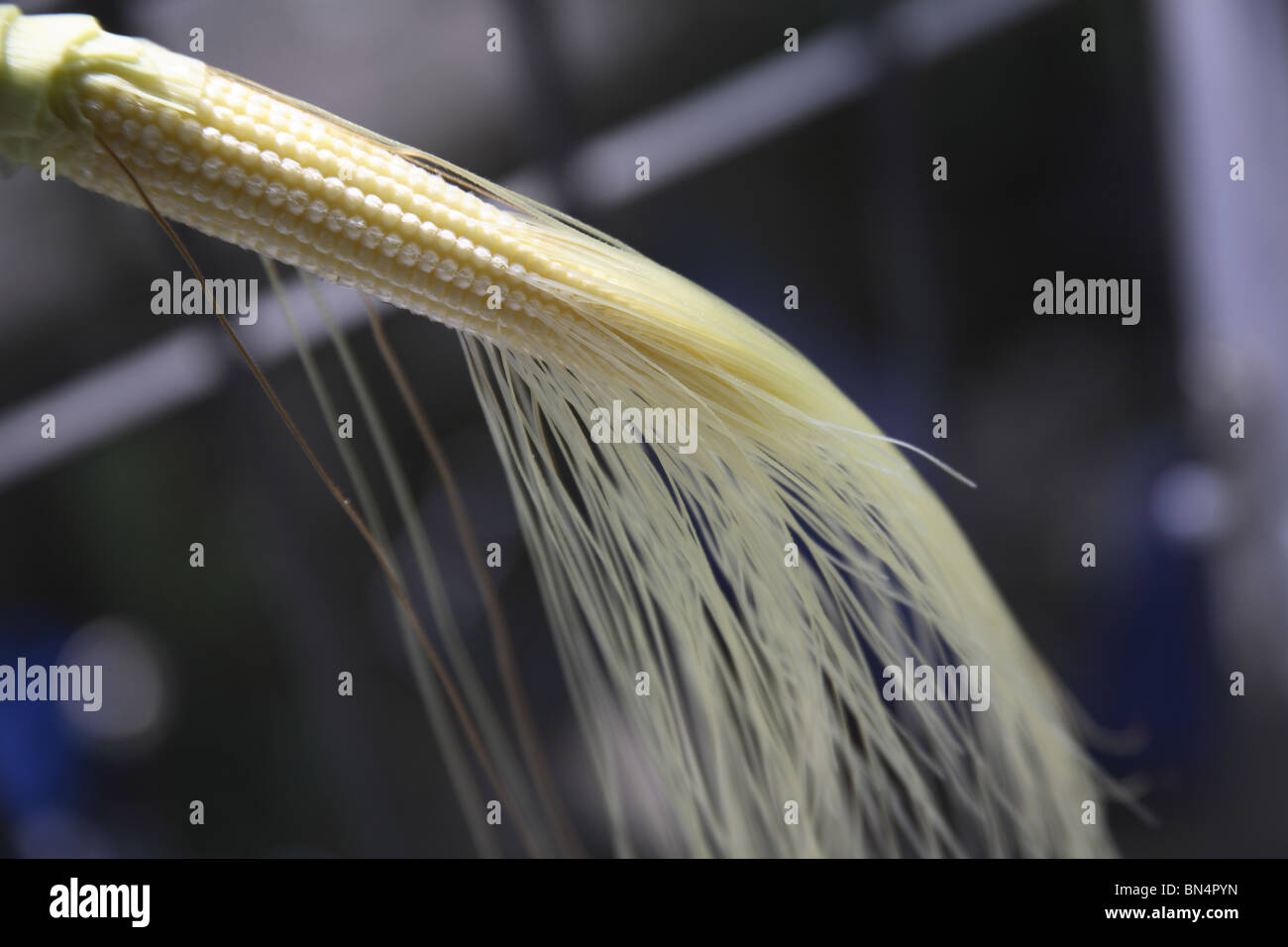 Crop ; Baby Corn ; Maize ; Zea mays ; Used in Salads or vegetables ; India Stock Photo