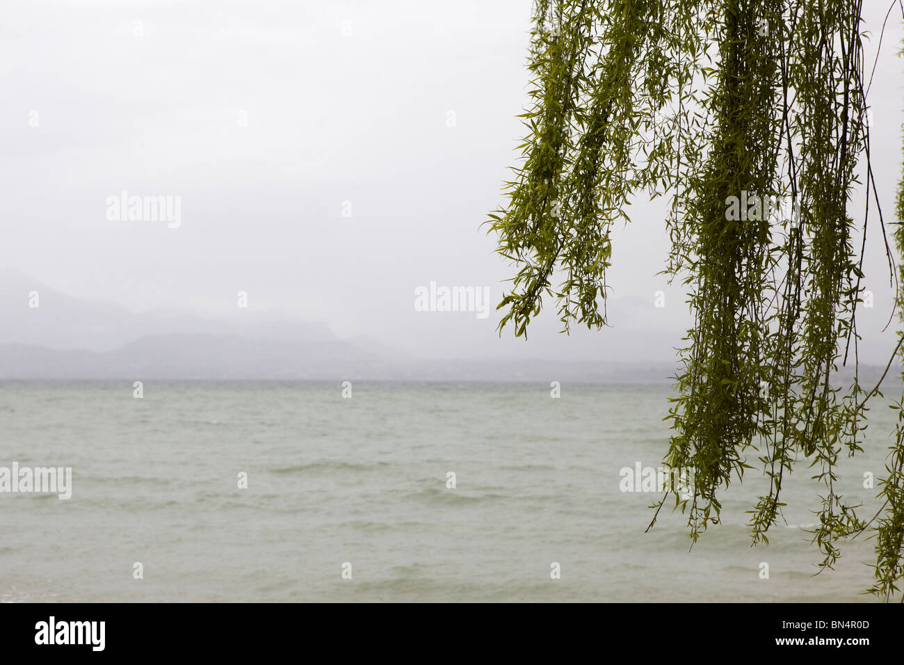 Weeping willow on the banks of Lake Garda, Italy Stock Photo