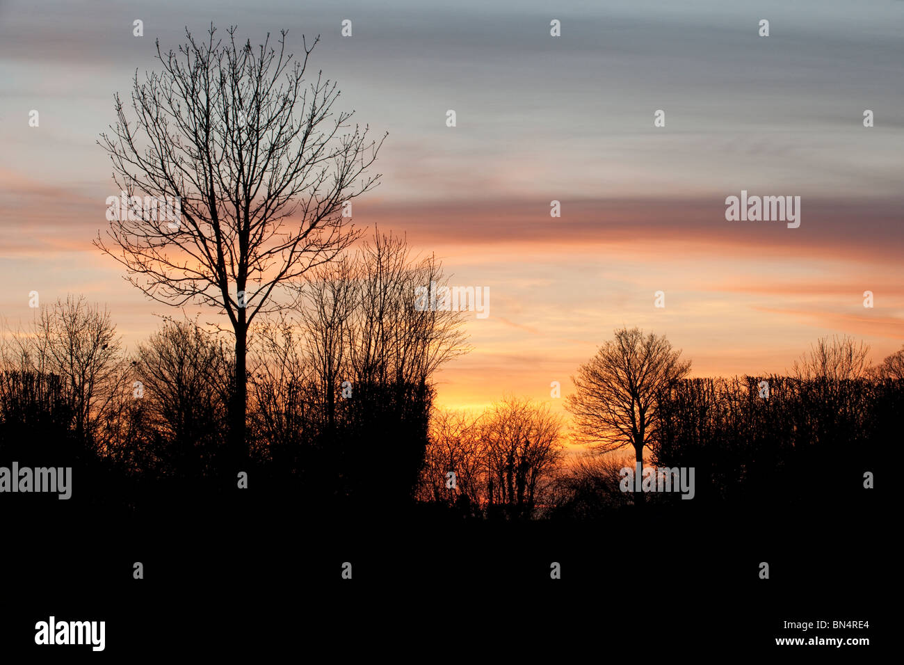 silhouette trees at sunset Stock Photo - Alamy