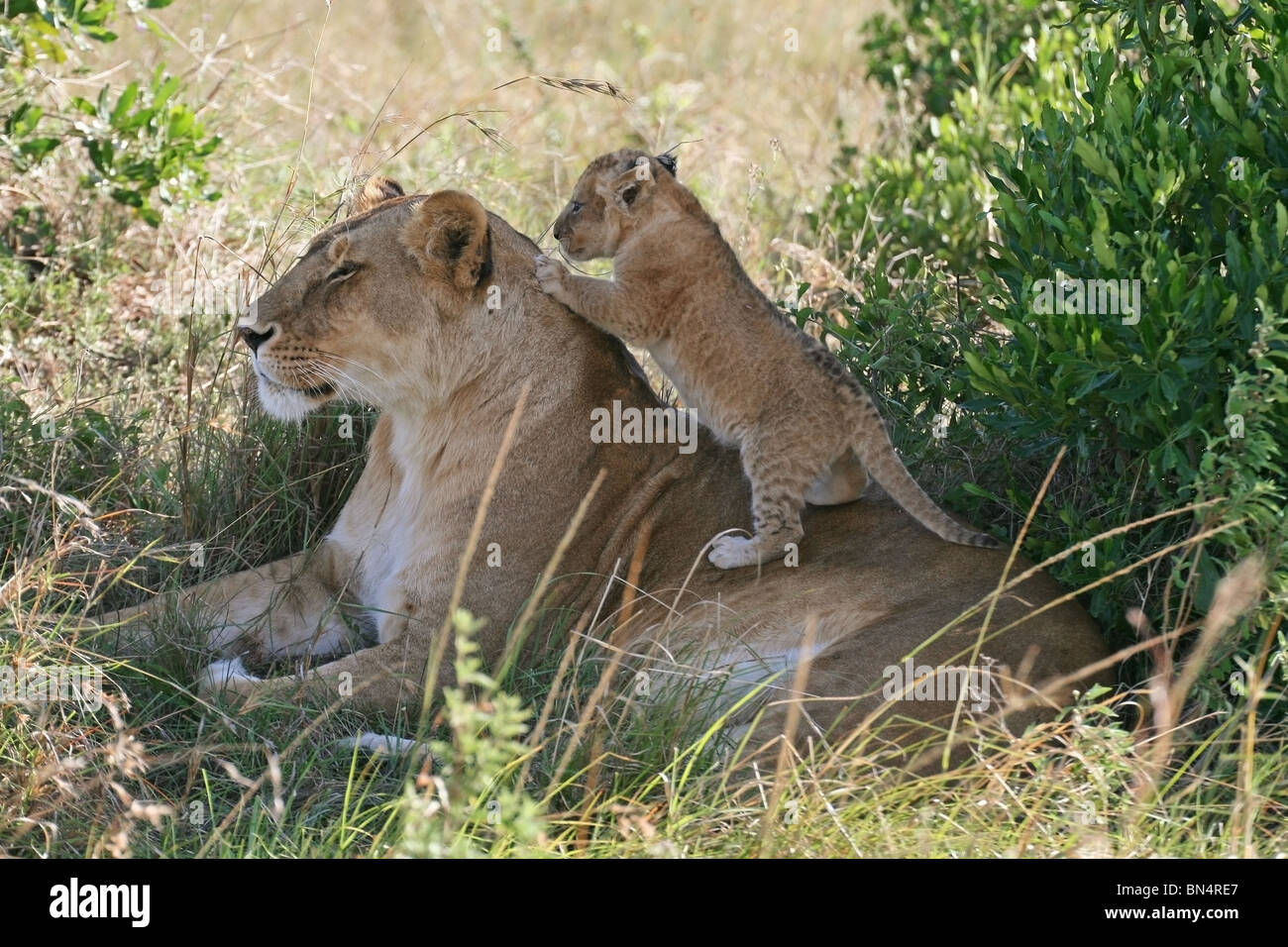 Lion Cub playing with mother in Masai Mara Game Reserve, Kenya, East Africa Stock Photo