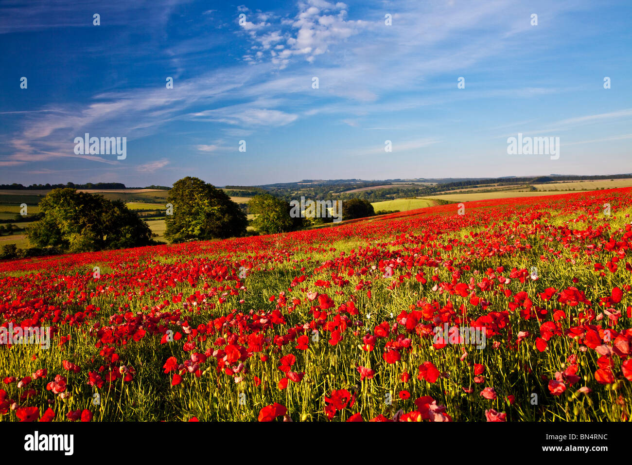 Poppy fields in early morning sunshine on the Marlborough Downs, Wiltshire, England, UK Stock Photo