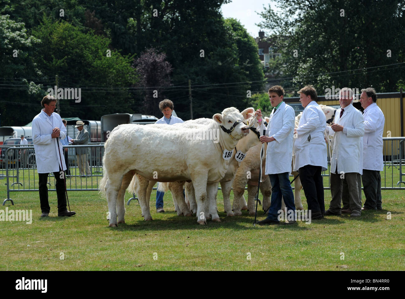 Charolais cattle in judging ring at Shropshire County Show Stock Photo