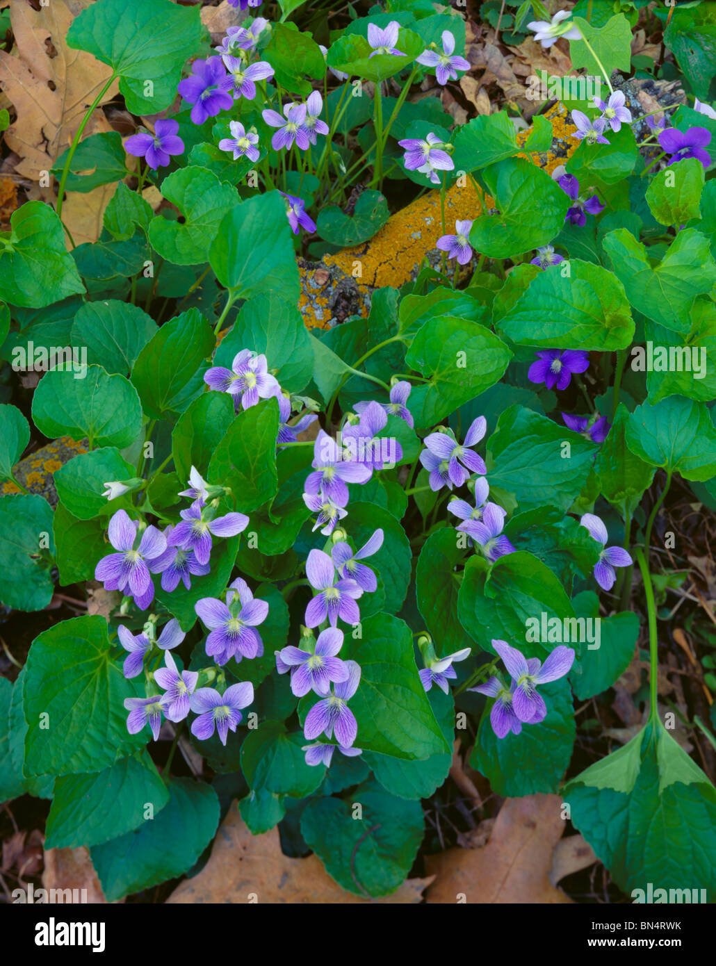 Devil's Lake State Park, WI Common Blue Violets (Viola papilionacea