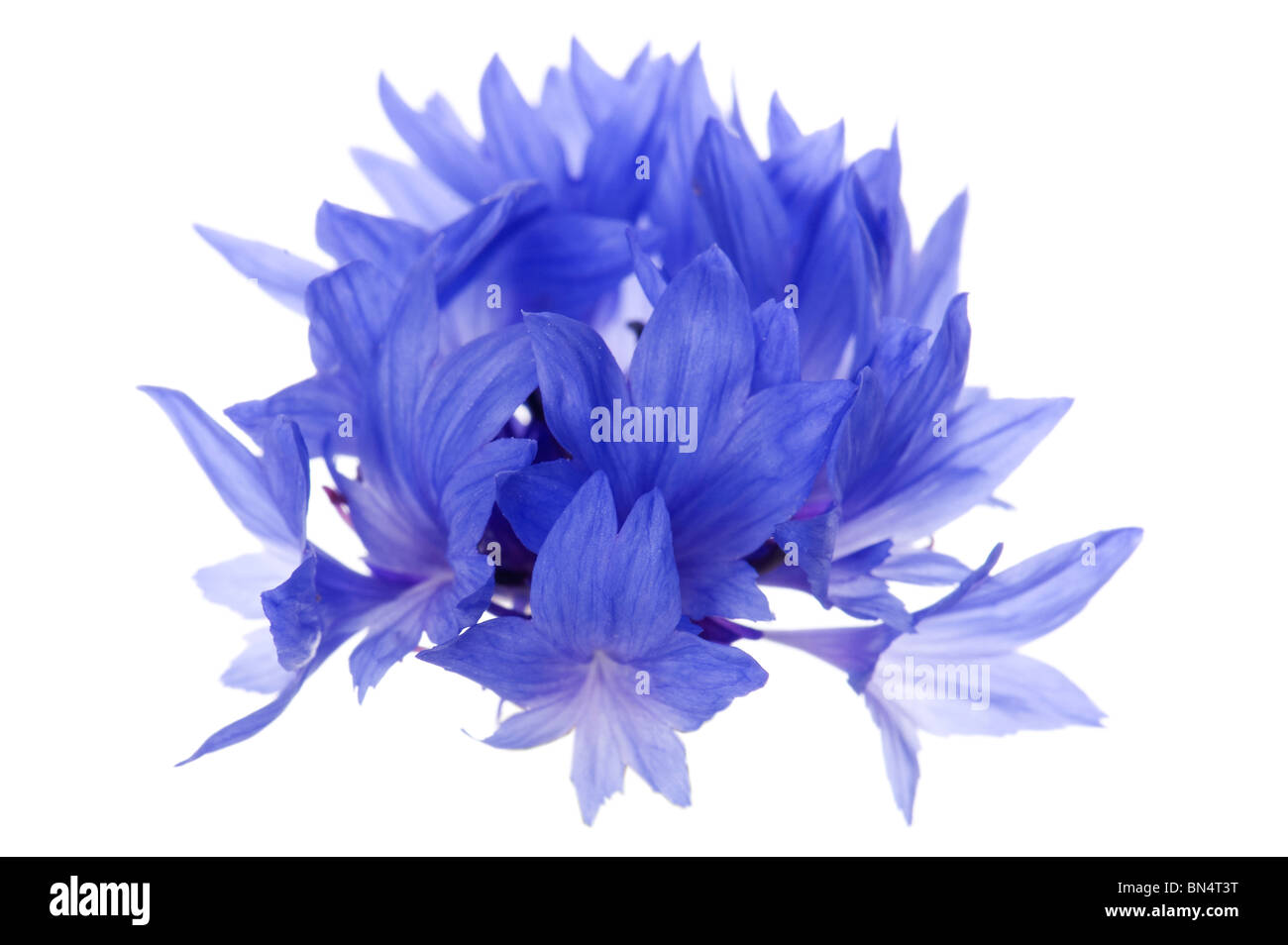 object on white - flowers blue cornflower close up Stock Photo