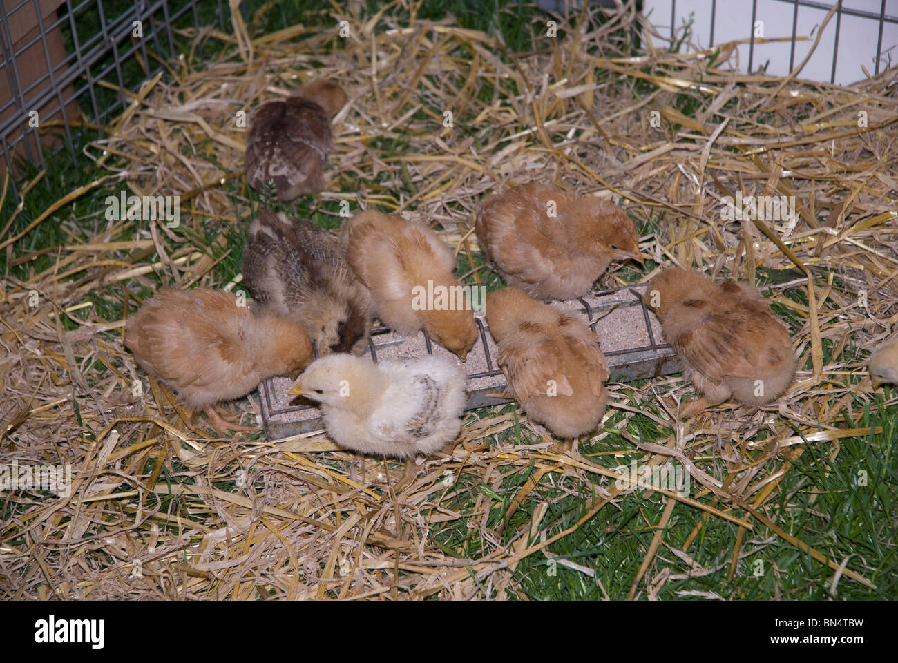 Farm display with baby chickens at the Bath Flower Show, Bath Somerset