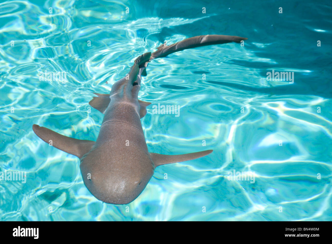 A nurse shark at Staniel cay in the Bahamas. Stock Photo