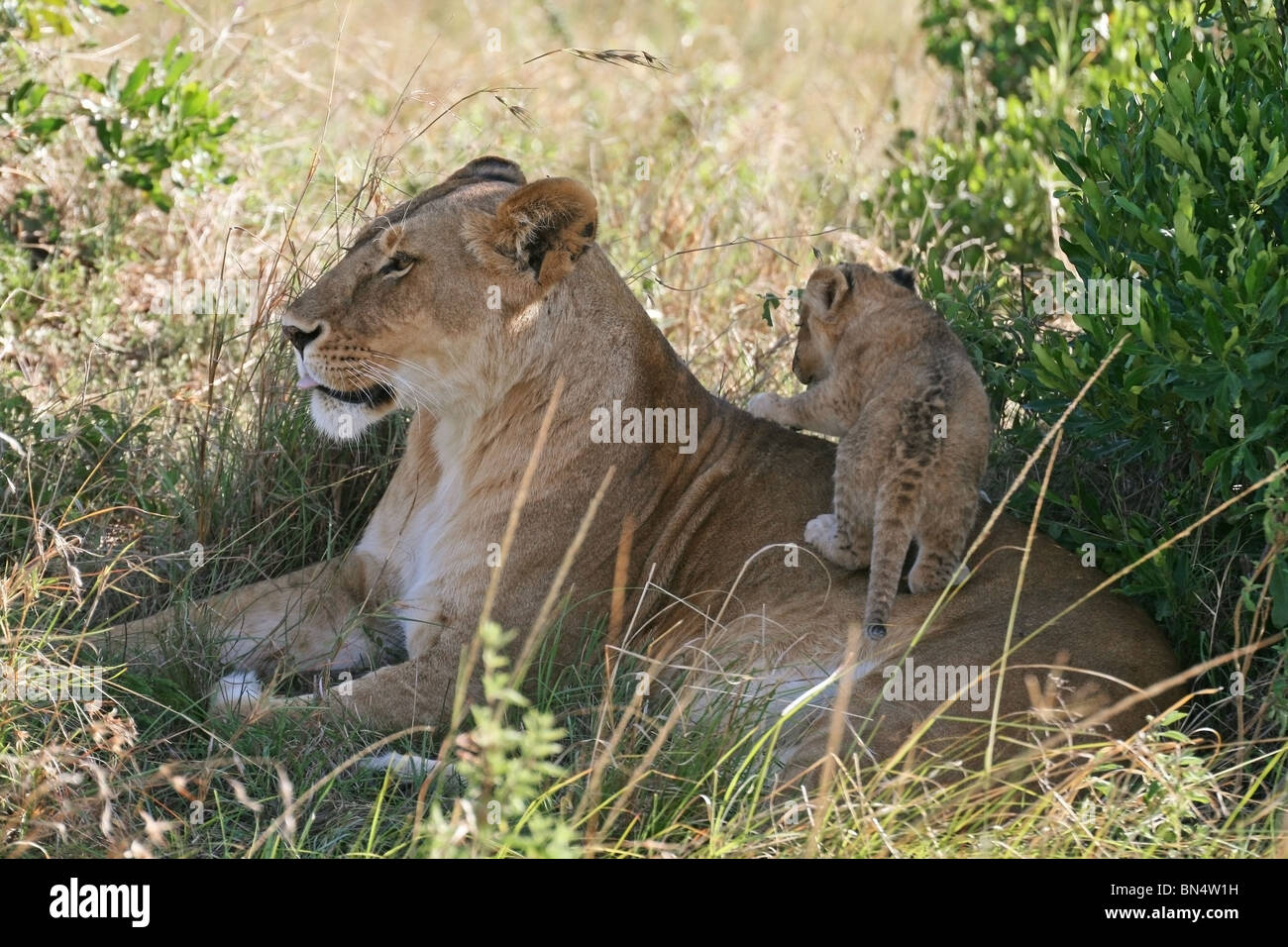 Lion Cub playing with mother in Masai Mara Game Reserve, Kenya, East Africa Stock Photo