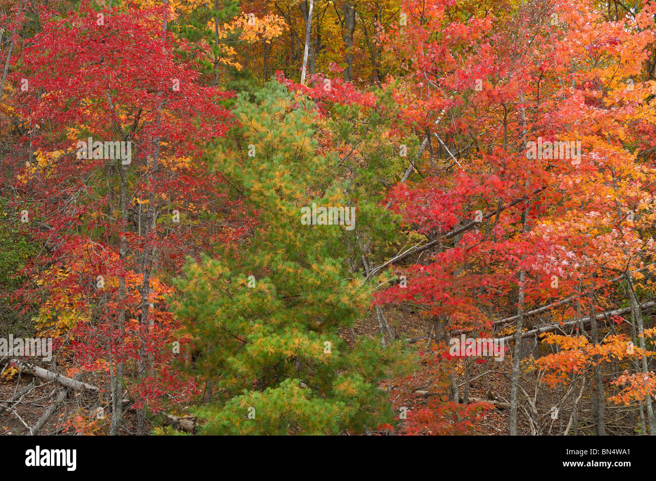 Great Smoky Mountains National Park colorful Autumn leaf backgrounds