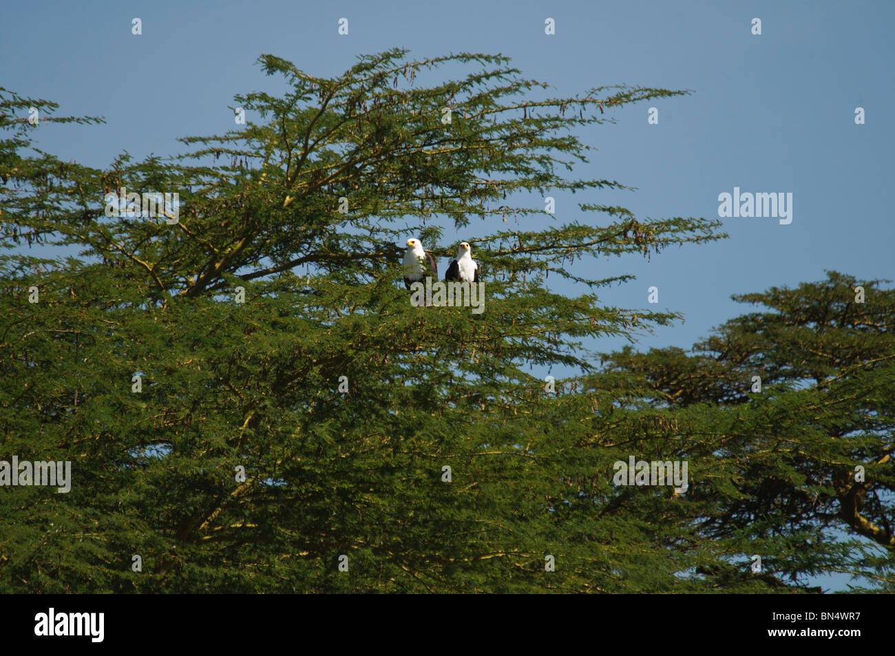 Pair of African Fish Eagles Haliaeetus vocifer in a tree Stock Photo