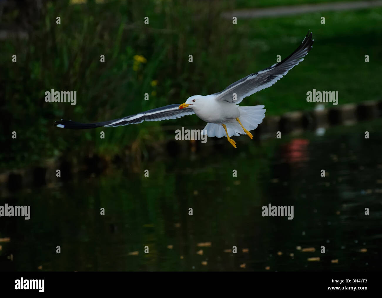 Adult Lesser Black-backed gull (Larus fuscus) soaring on suface of a lake with waterweeds Stock Photo