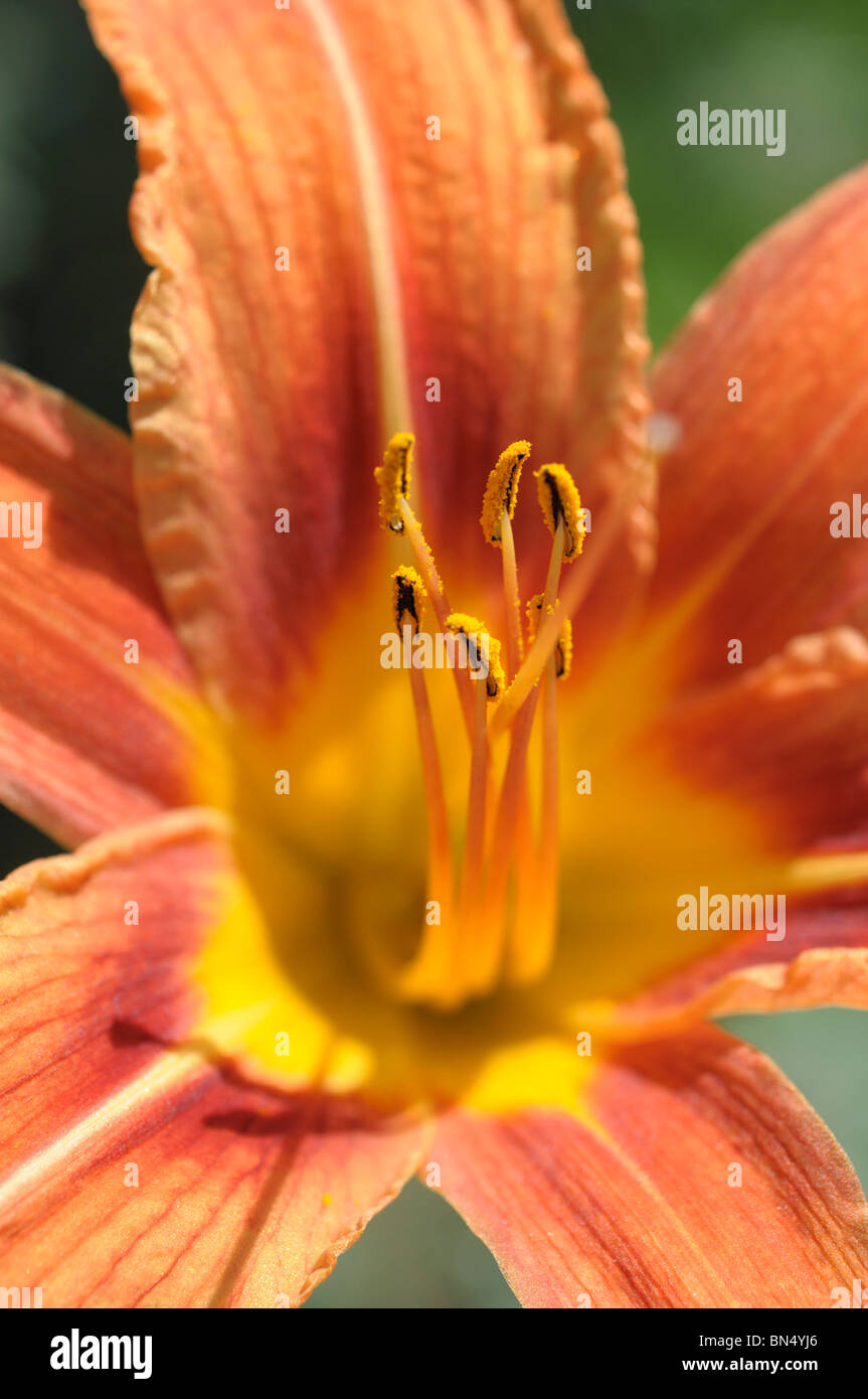 Day Lily (Hemerocallis Fulva) Stock Photo