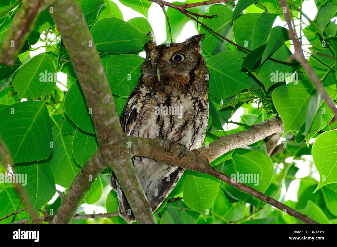 An eastern screech owl on a tree. Texas, USA. Stock Photo