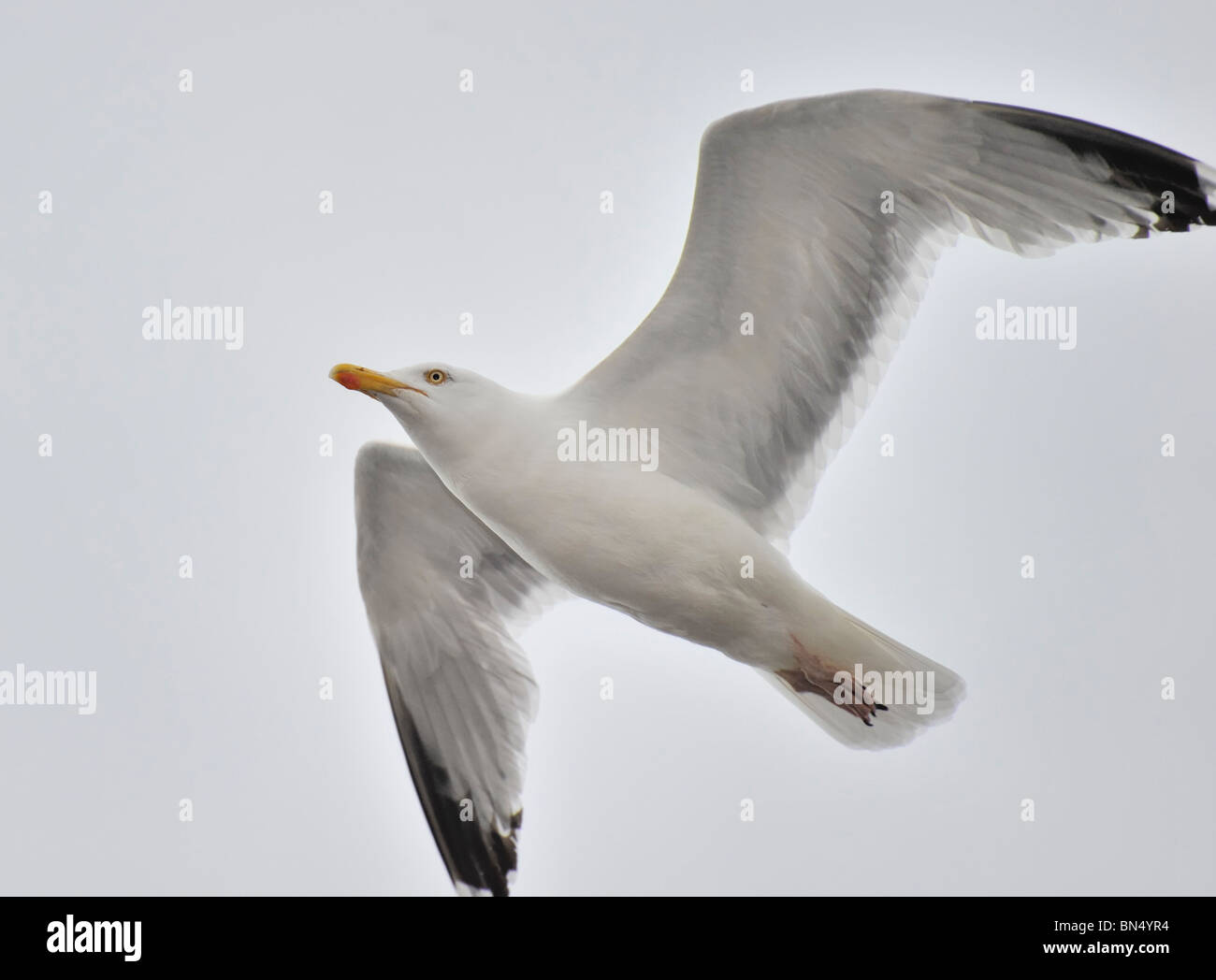 Adult Lesser Black-backed gull (Larus fuscus) soaring in sky Stock Photo