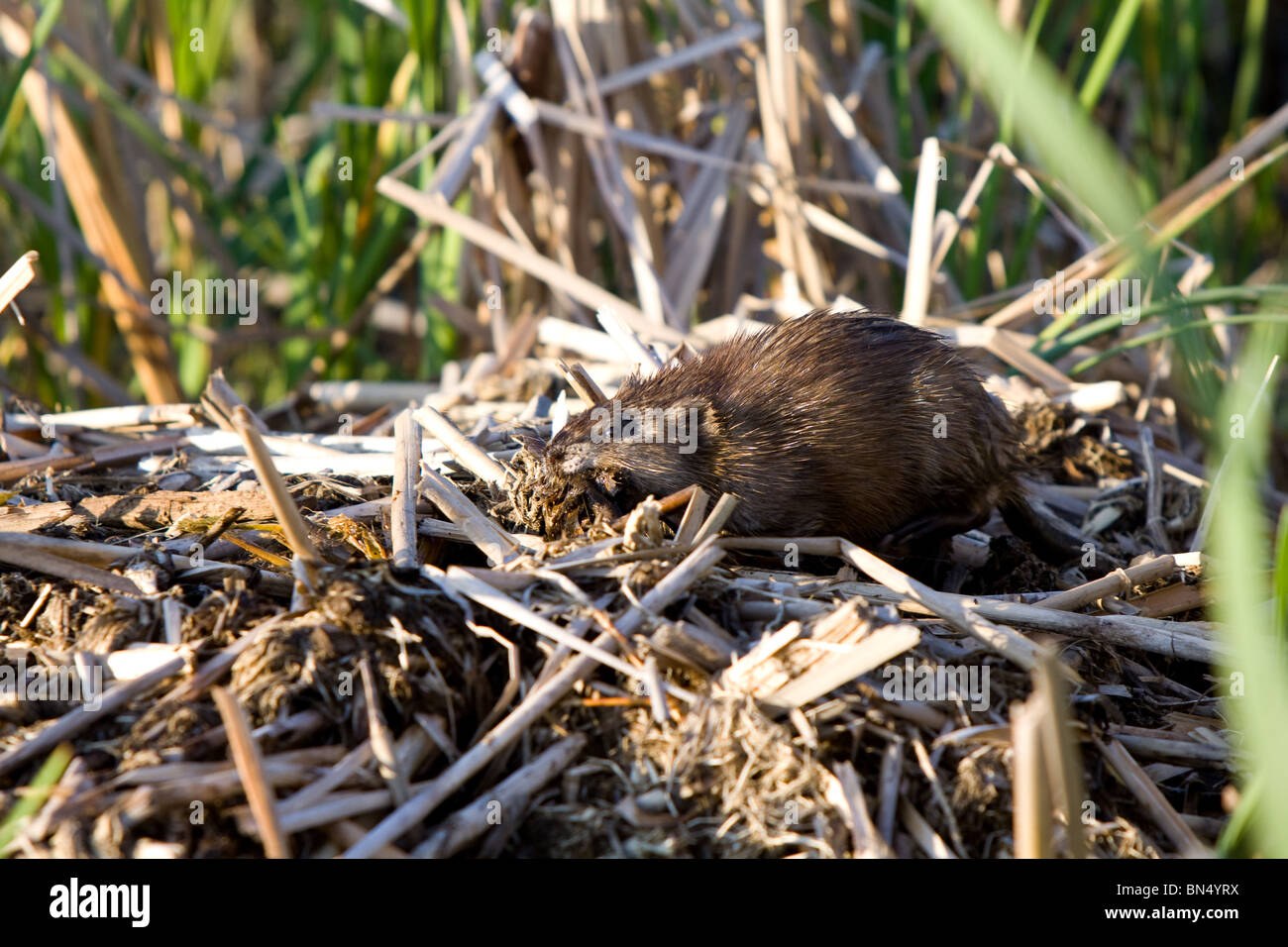 Water vole building its burrow into a marsh. Stock Photo