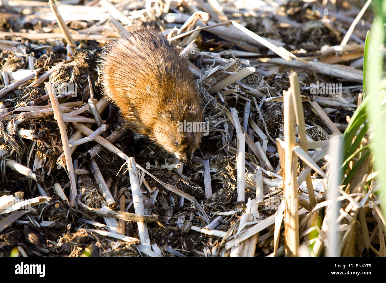 Water vole building its burrow into a marsh. Stock Photo