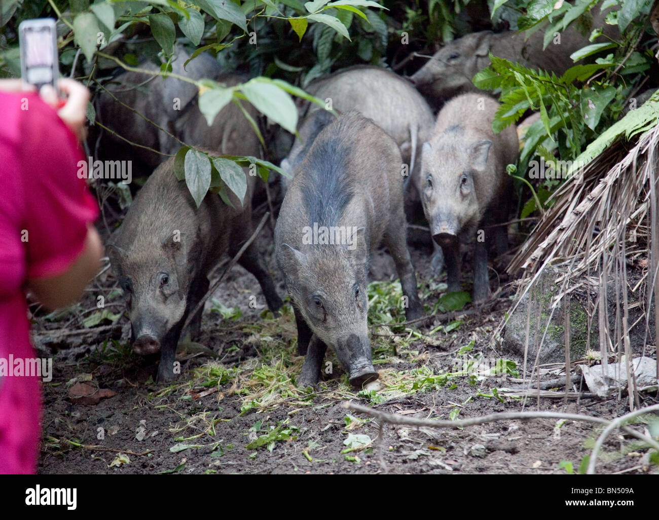 Jungle pig hires stock photography and images Alamy