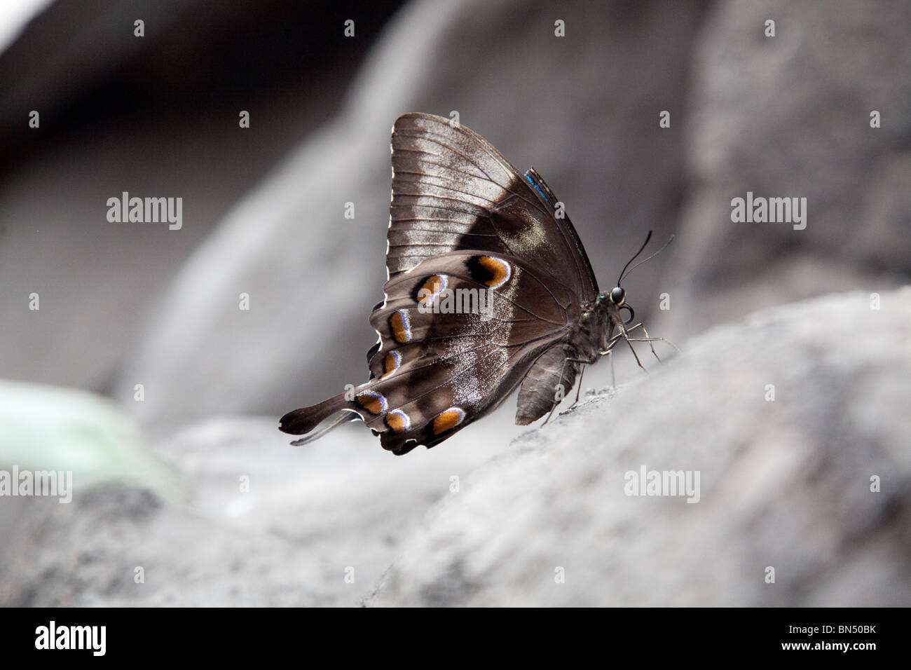 A macro image of a brown and white moth on a tree trunk Stock Photo