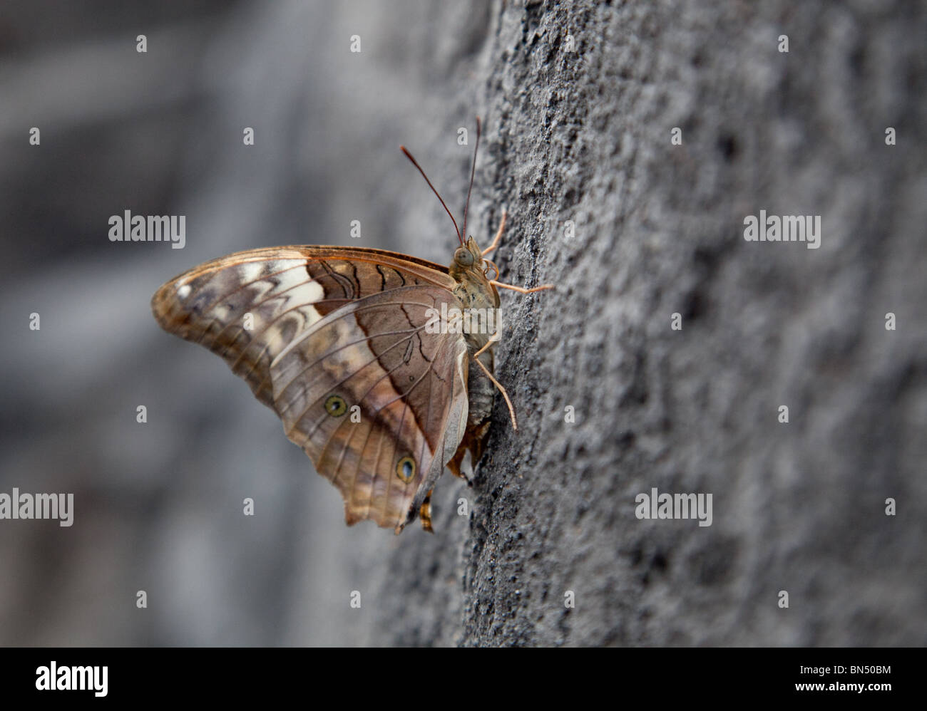 A macro image of a brown and white moth on a tree trunk Stock Photo