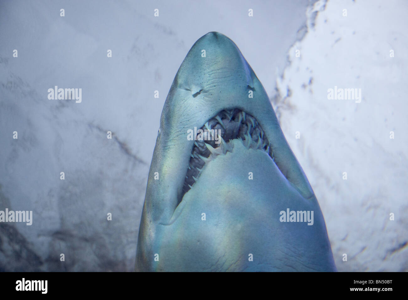 A closeup of a shark's teeth at the Sydney Aquarium Stock Photo