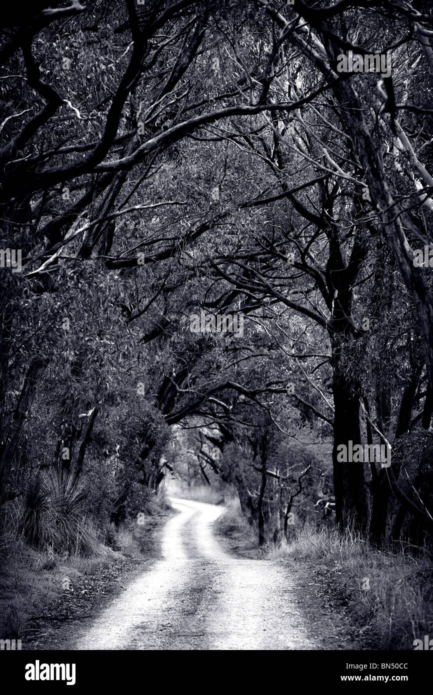 A dirt road leads through trees and bushes into the forest as a black and white landscape Stock Photo