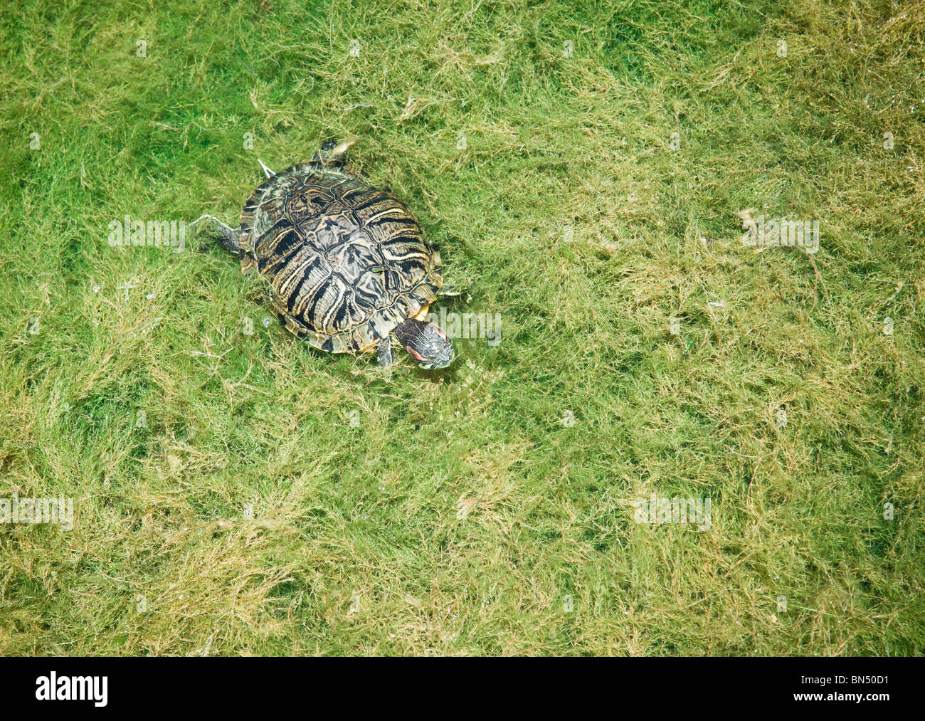A turtle swimming through thick foliage Stock Photo