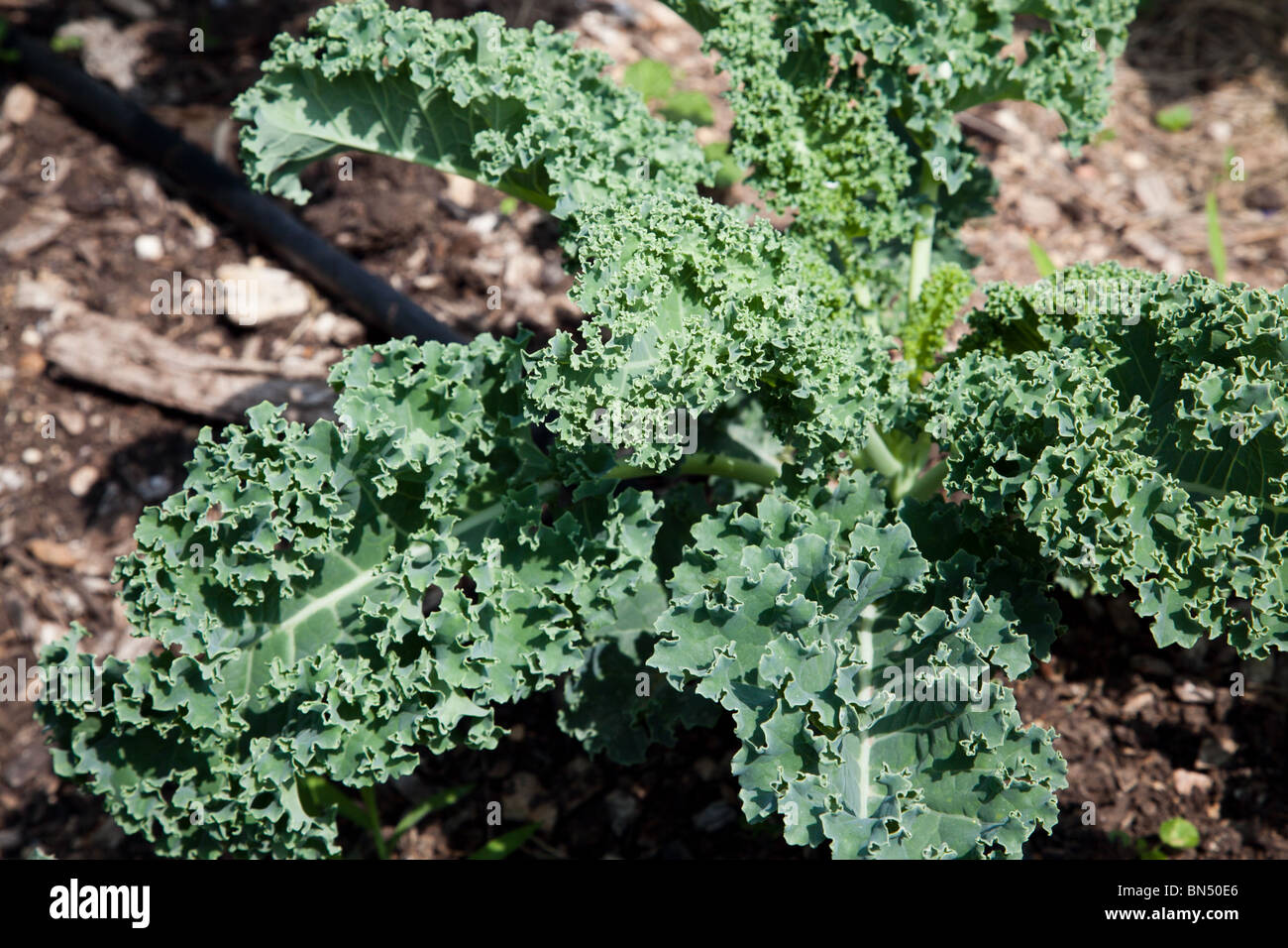 Kale growing on a local farm in Austin, Texas Stock Photo